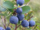 Bilberry P.E.